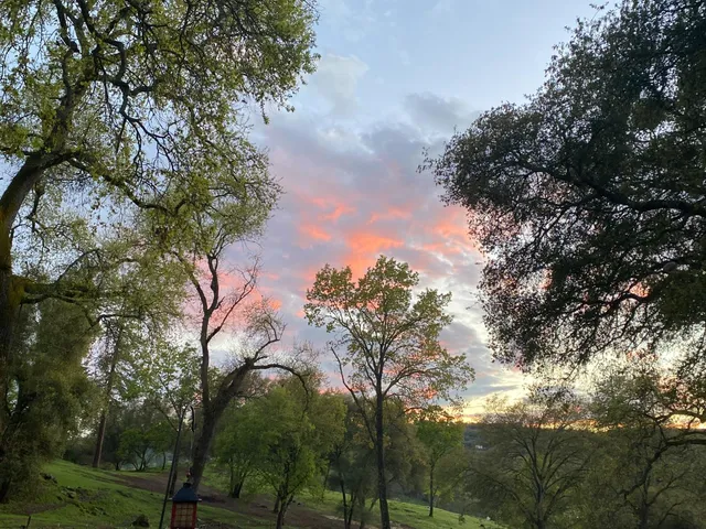 a backyard of a house with lots of trees
