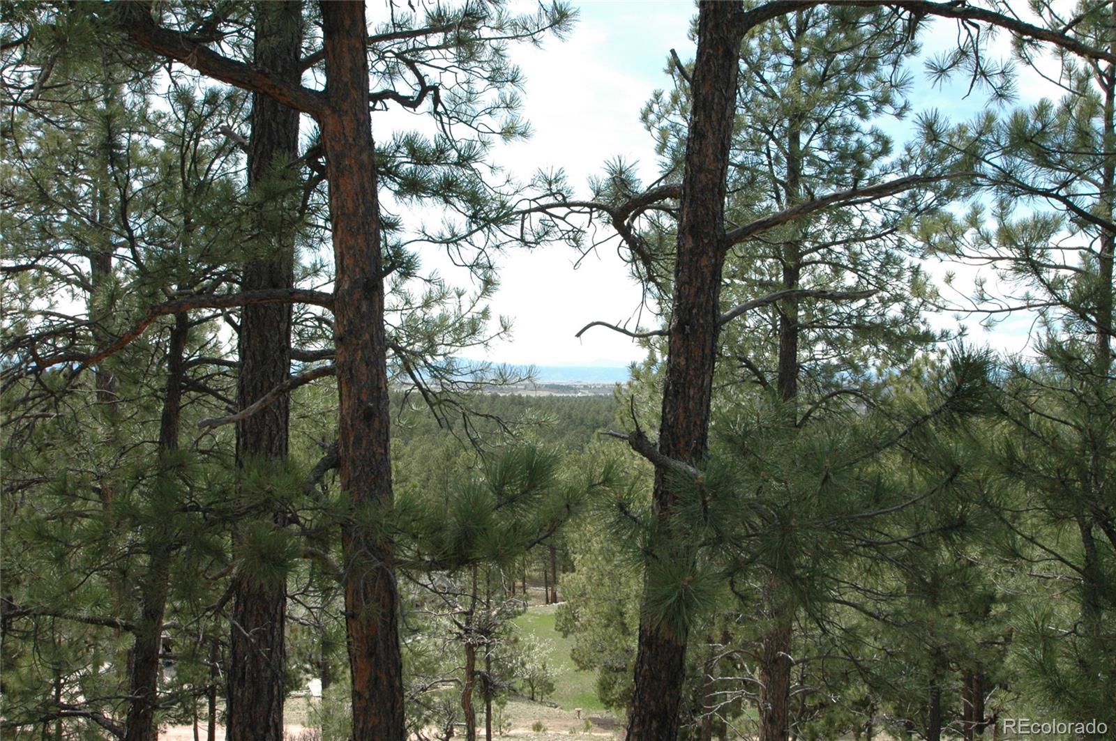 856 Woodridge Road Franktown, CO 80116 - Photo 12 of 28 a view of a tree in a forest