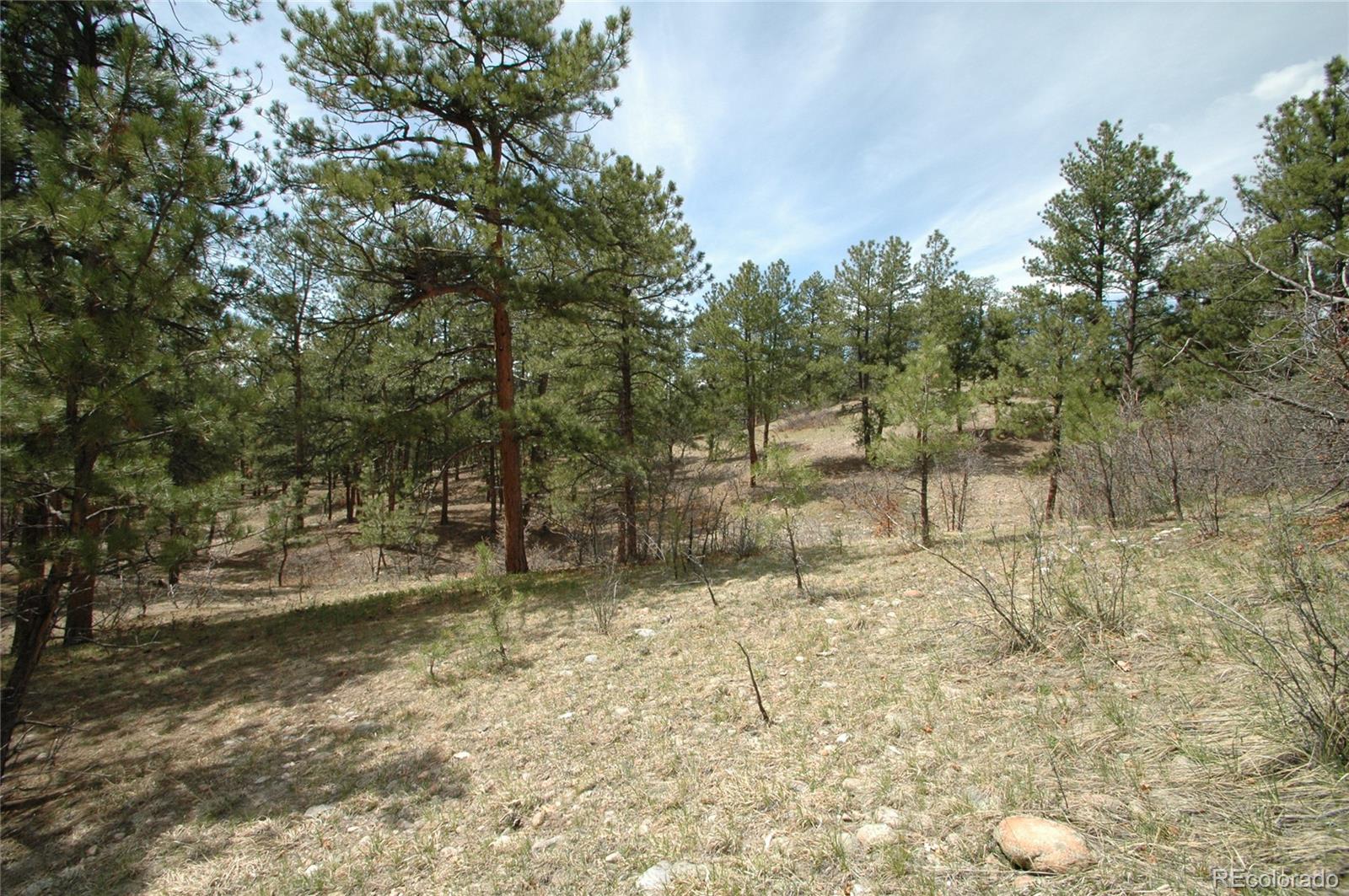 856 Woodridge Road Franktown, CO 80116 - Photo 15 of 28 a view of a yard with trees