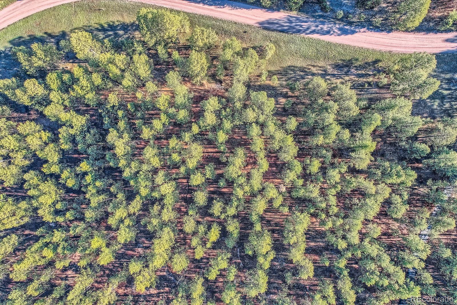 856 Woodridge Road Franktown, CO 80116 - Photo 23 of 28 a view of a area with a tree