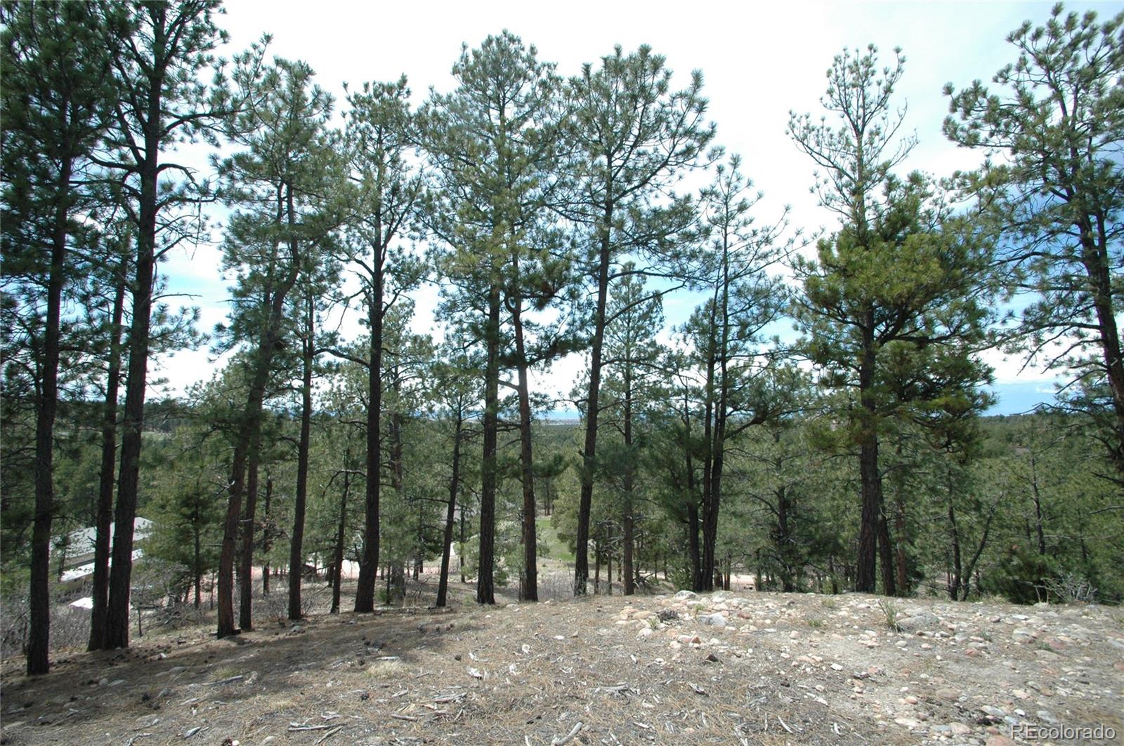 856 Woodridge Road Franktown, CO 80116 - Photo 24 of 28 a view of outdoor space with trees