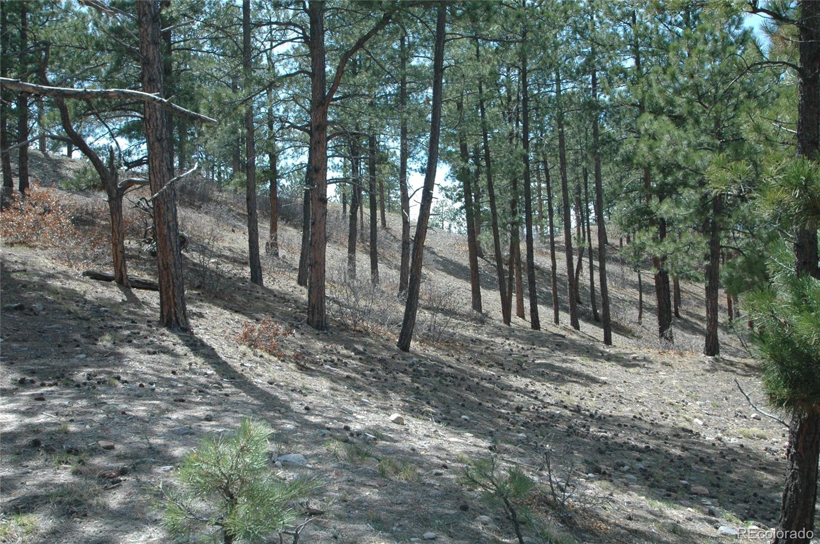 856 Woodridge Road Franktown, CO 80116 - Photo 25 of 28 a view of outdoor space with trees