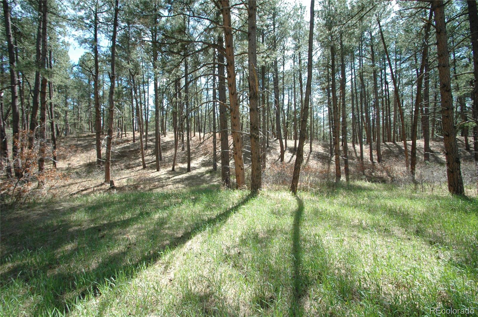 856 Woodridge Road Franktown, CO 80116 - Photo 7 of 28 a view of lush green forest