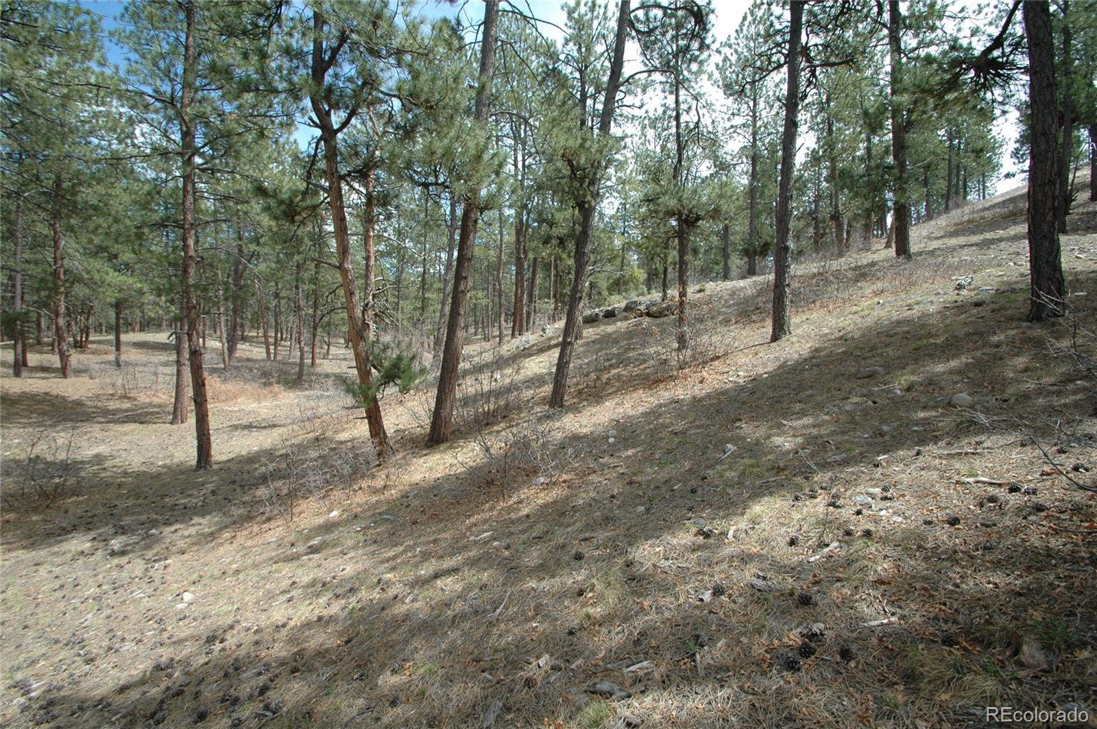 856 Woodridge Road Franktown, CO 80116 - Photo 9 of 28 a view of a forest with trees in the background