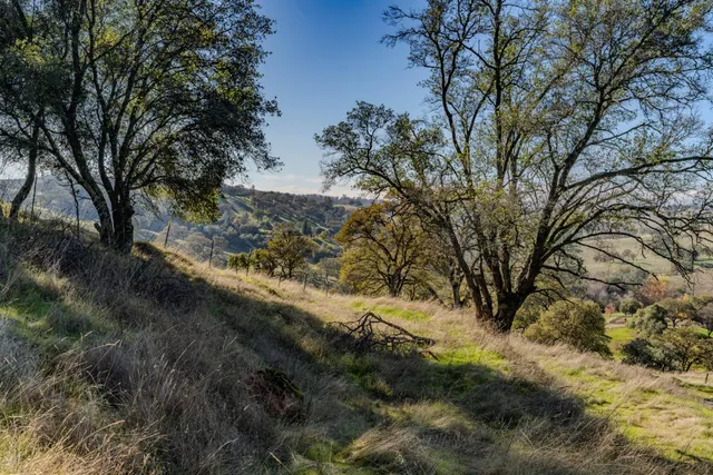 a view of a yard with a tree