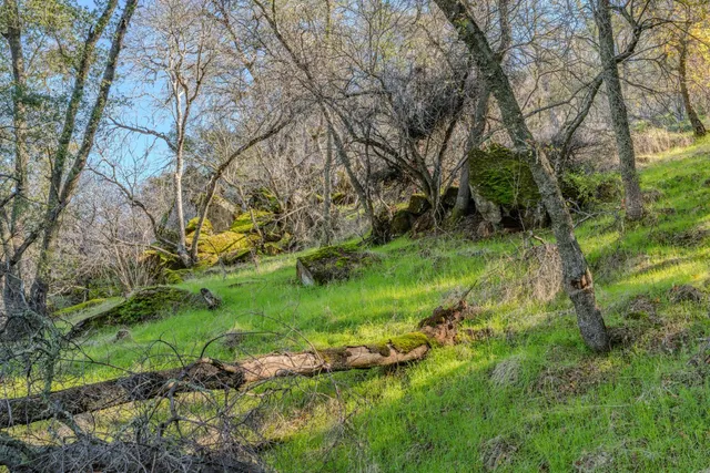a view of a yard with plants and a large tree
