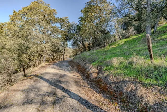 a view of a yard with plants and a large tree