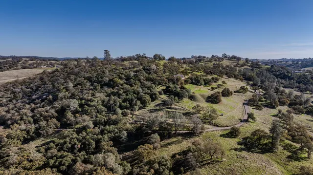 a view of a forest with a tree