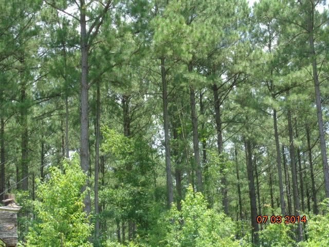 405 Wrenn Road Bradley, SC 29819 - Photo 3 of 3