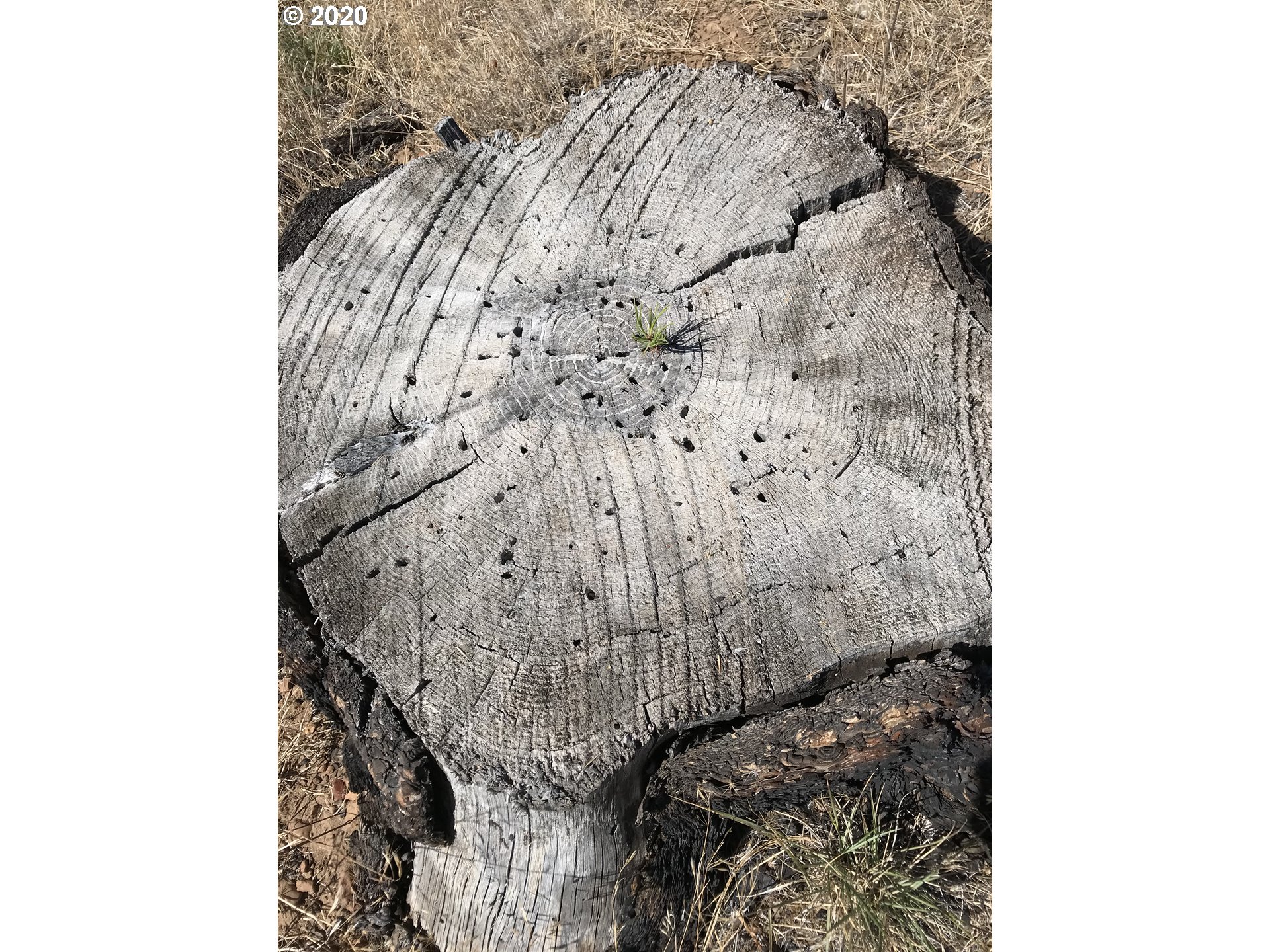 Box Canyon Road Goldendale, WA 98620 - Photo 17 of 28