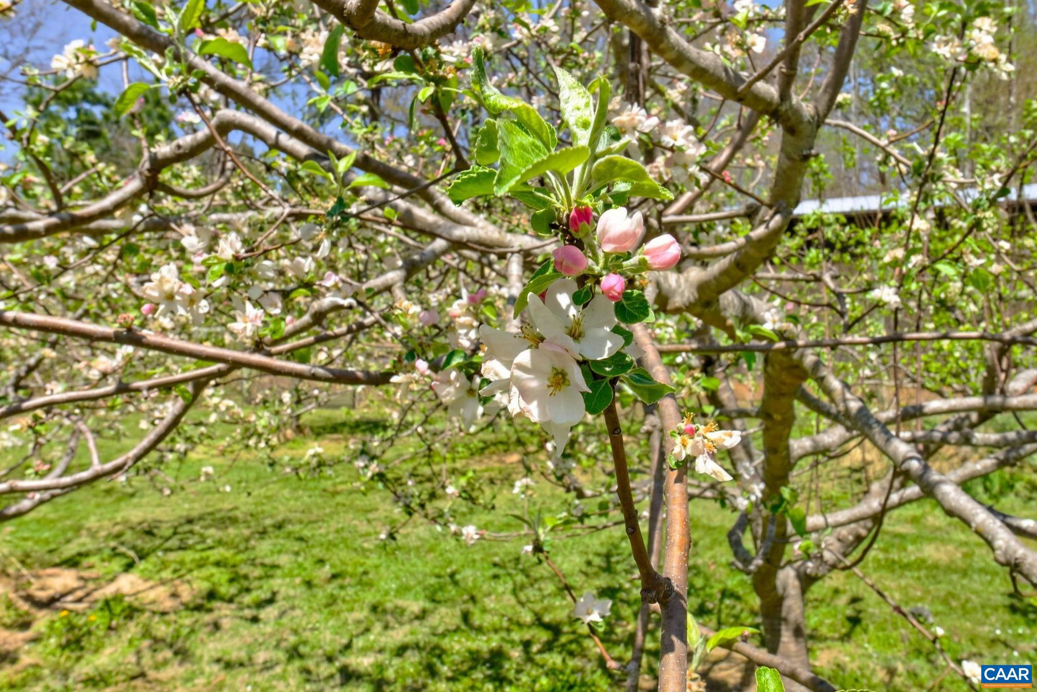 7087 Dick Woods Road Afton, VA 22920 - Photo 53 of 68