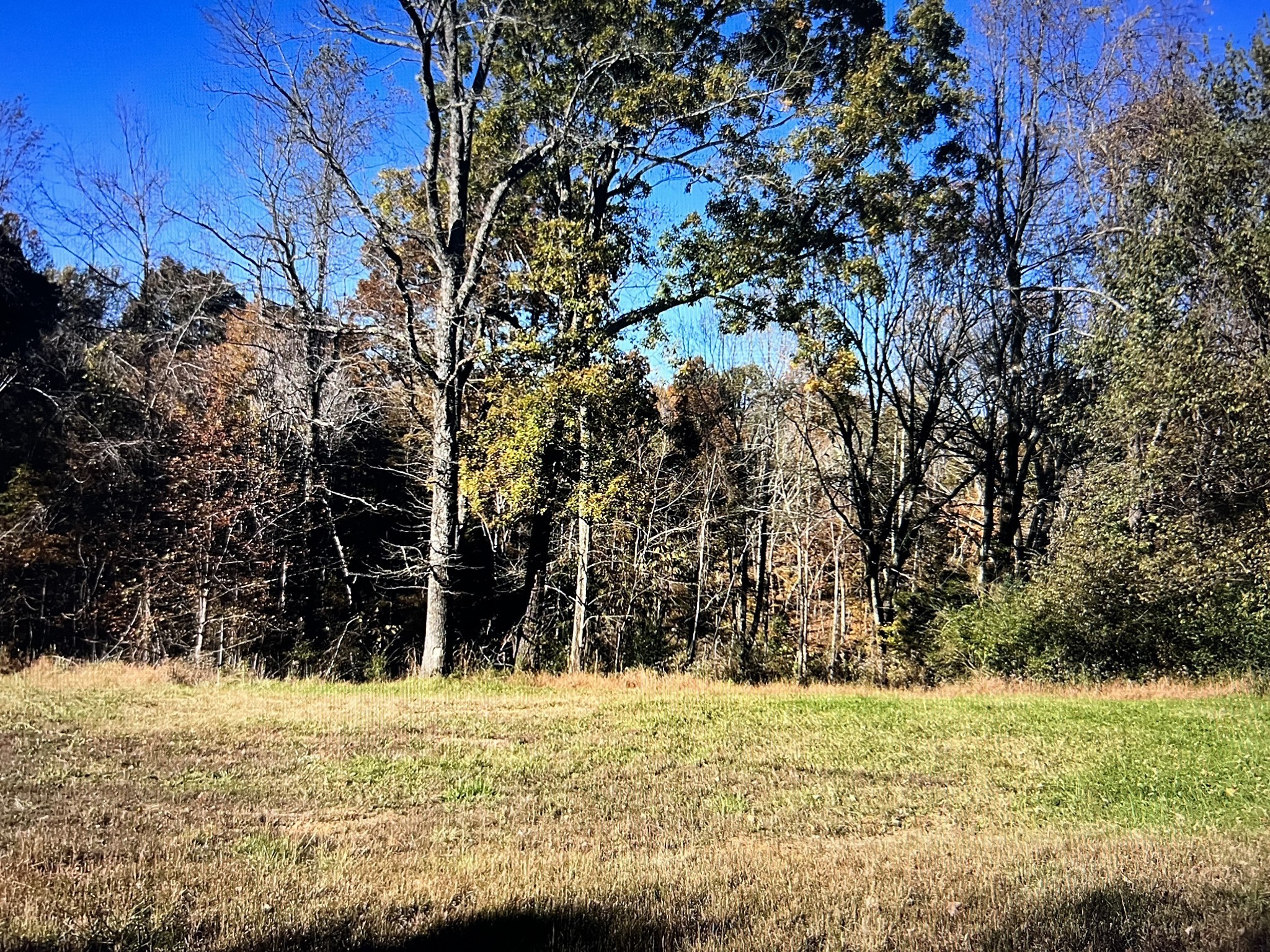 a view of a yard with large trees