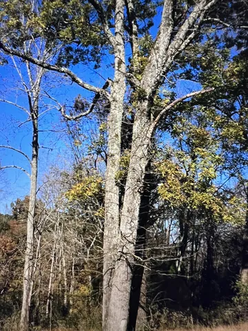 a view of a tree with an outdoor space