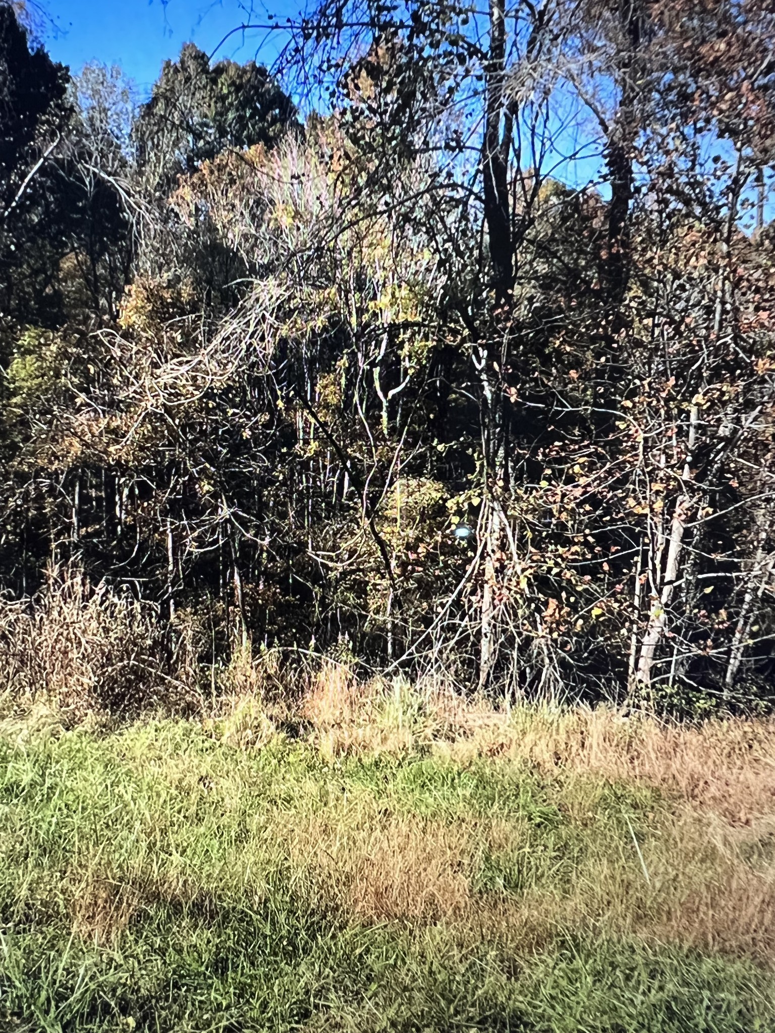 1366 Ridge Circle Joelton, TN 37080 - Photo 6 of 6 a view of a yard