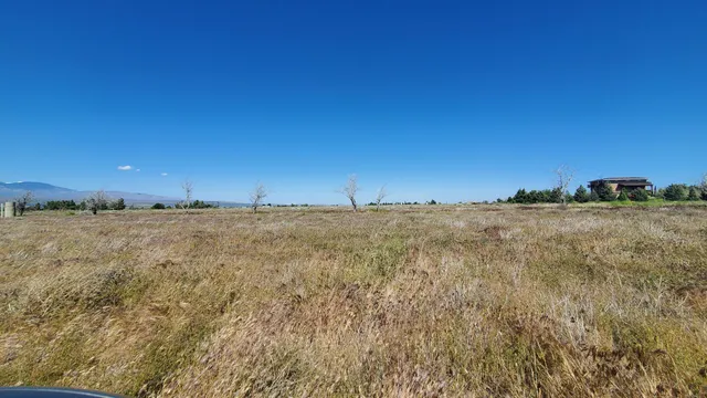 a view of large trees and grass