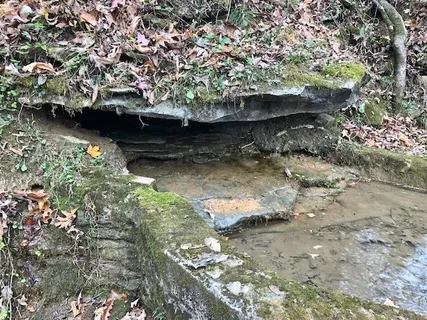a view of a forest filled with trees
