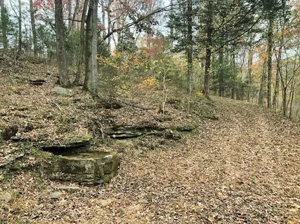 a view of a forest with trees