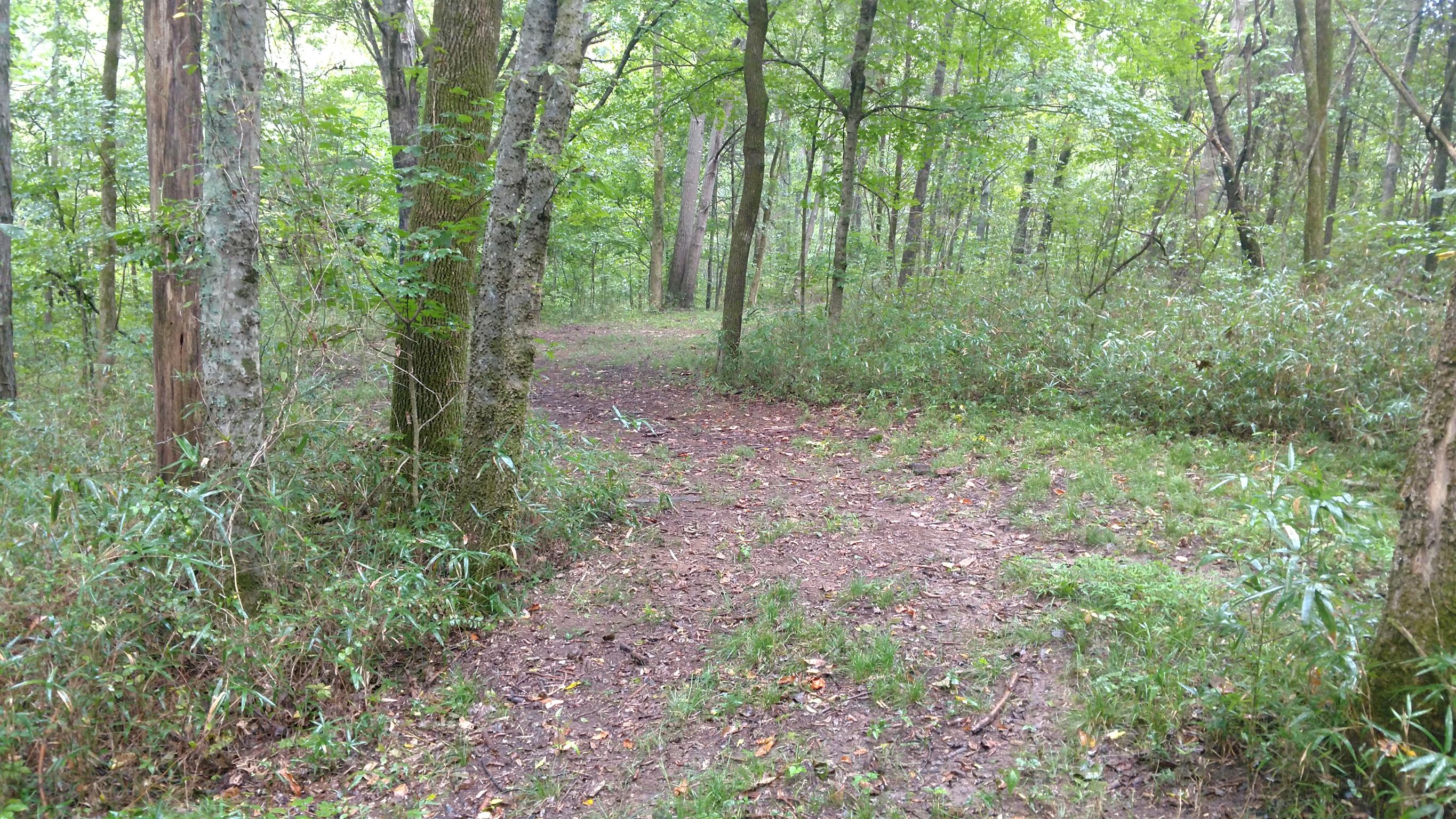 1 Linwood Road Watertown, TN 37184 - Photo 22 of 23 a view of a lush green forest