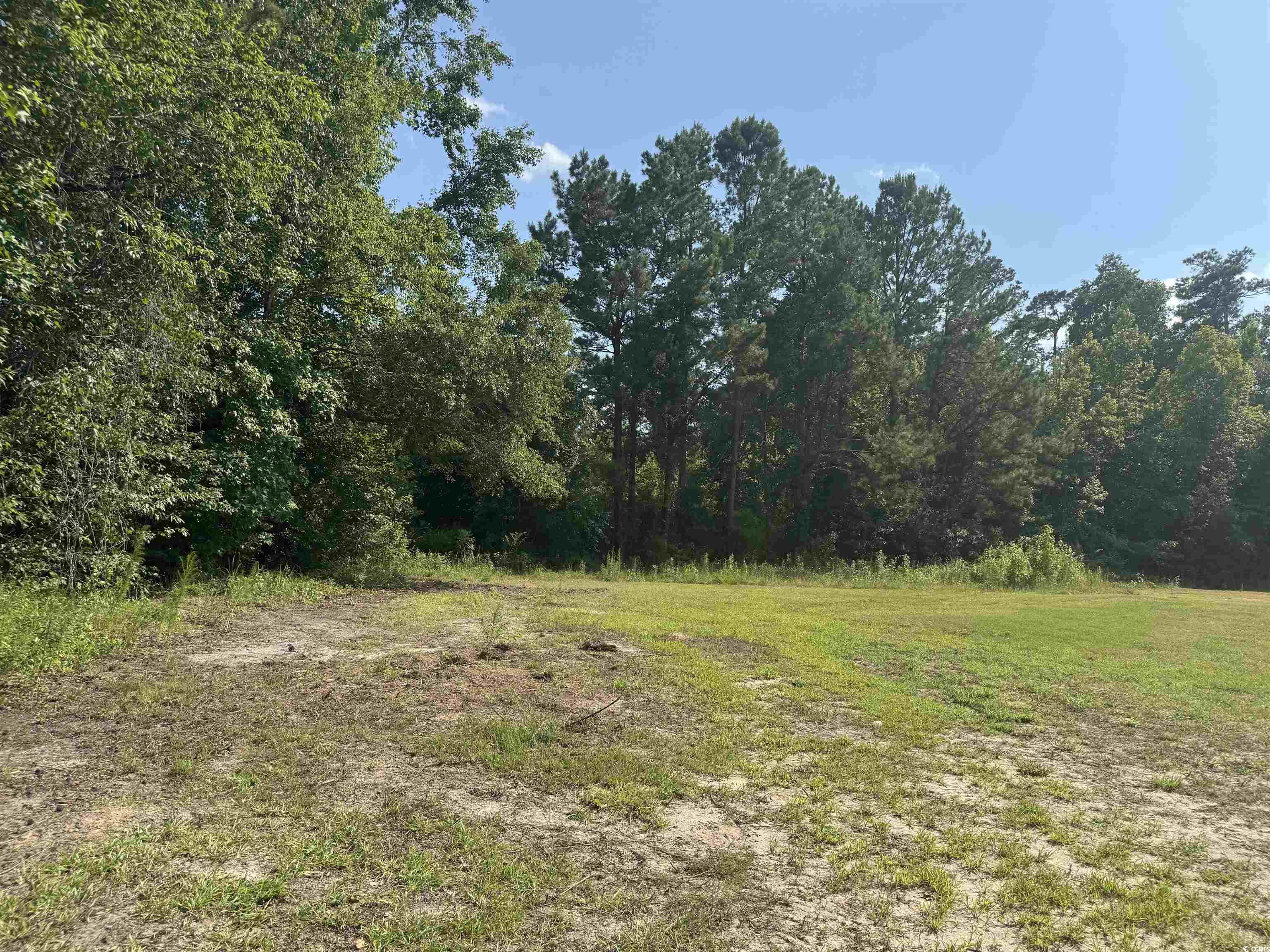 364 Jamie Road Galivants Ferry, SC 29544 - Photo 3 of 23 View of woods