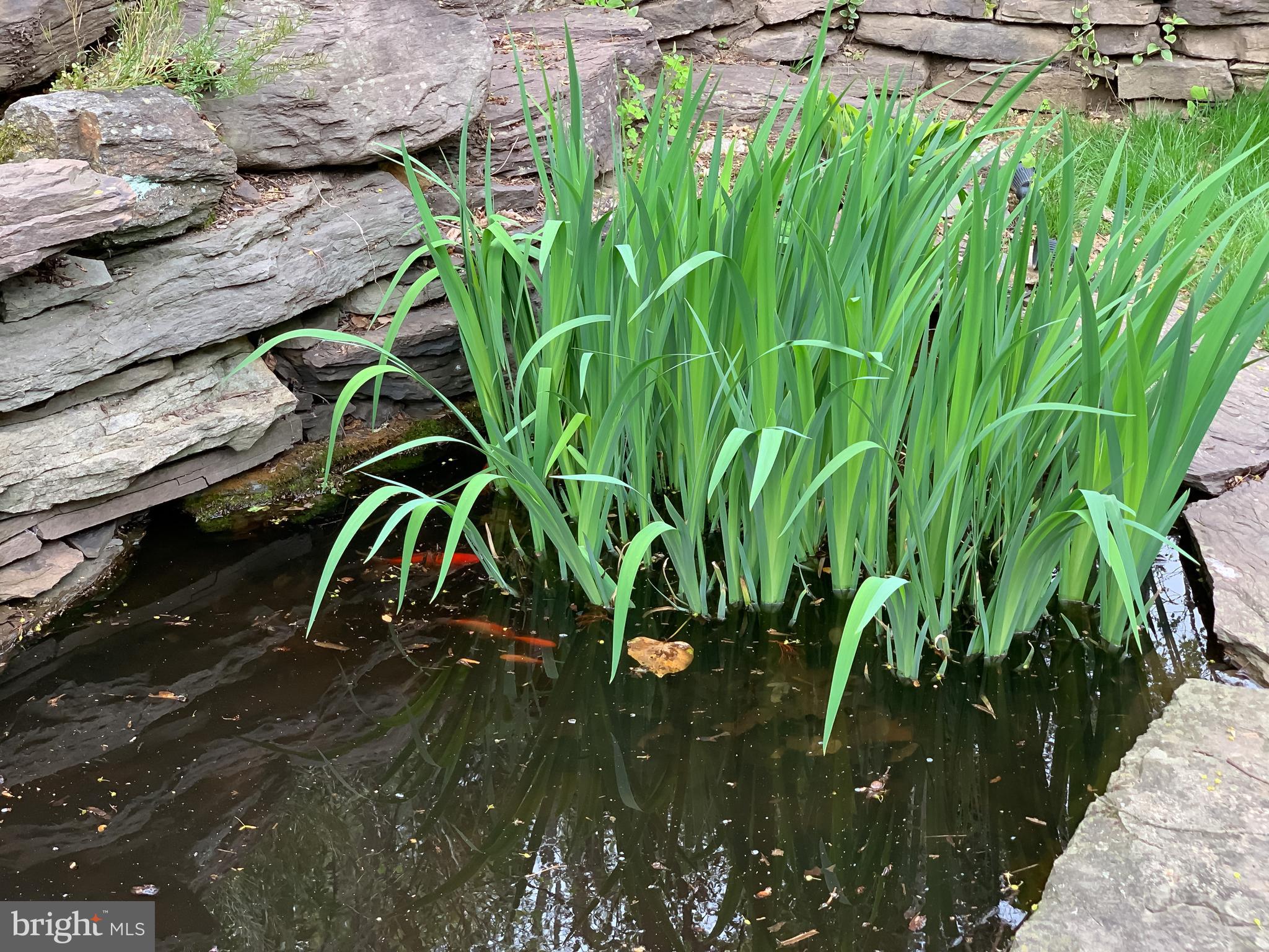 107 East Knowlton Road Media, PA 19063 - Photo 36 of 39 Pond with Goldfish