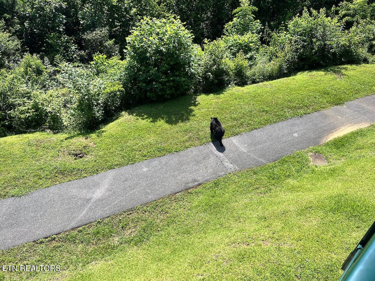 3710 Weber Road, Unit 104E Gatlinburg, TN 37738 - Photo 33 of 42 104E icture of a momma bear taken from t