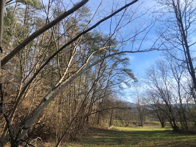 Mcspadden Road Maryville, TN 37803 - Photo 1 of 5 Scott1