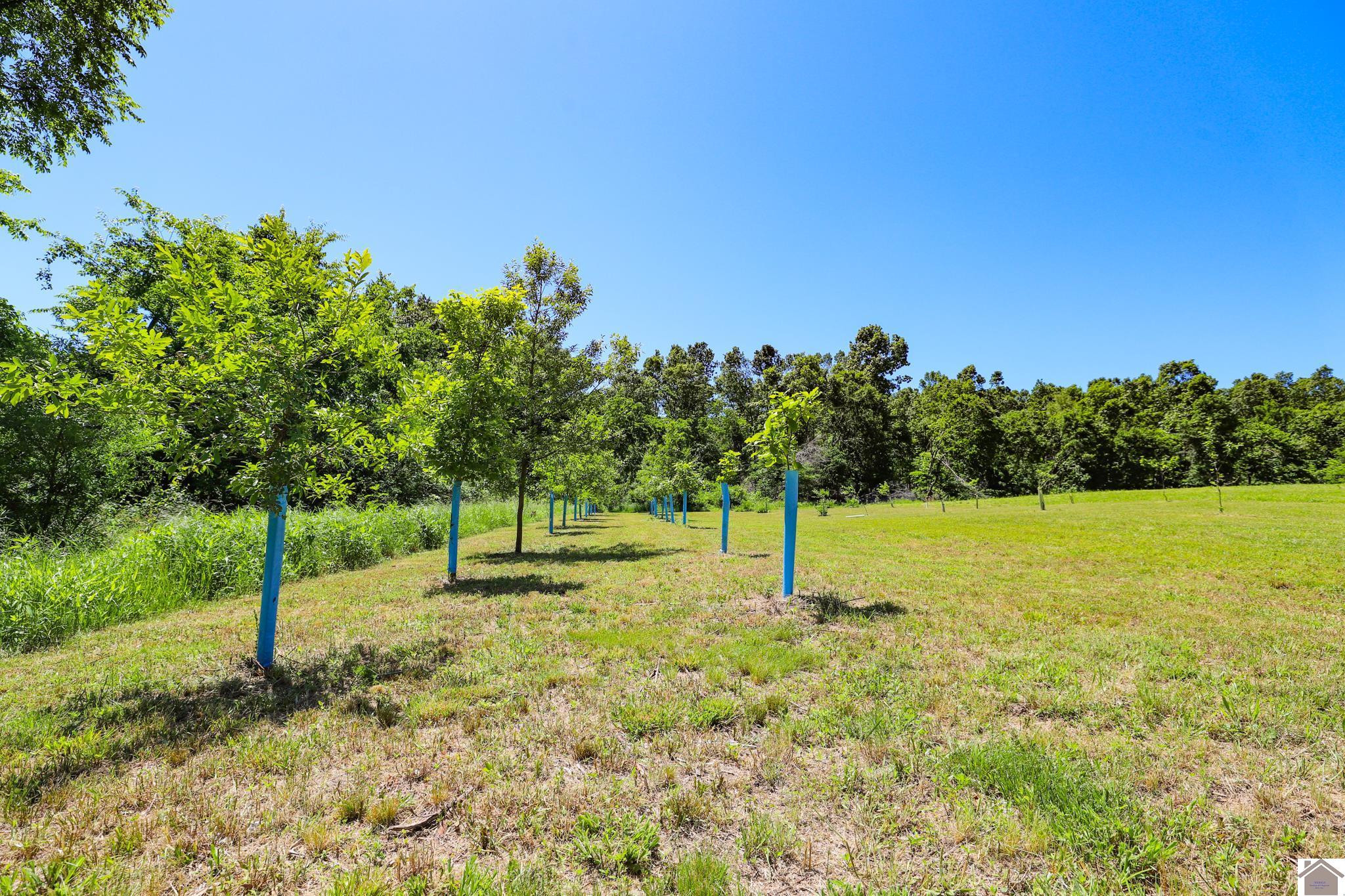 869 Cave Spring Road Smithland, KY 42081 - Photo 16 of 37 Orchard