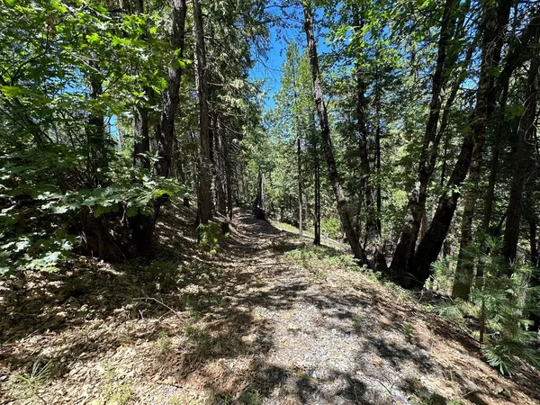 a view of a yard with plants and trees