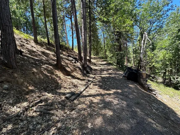 a view of a trees with yard