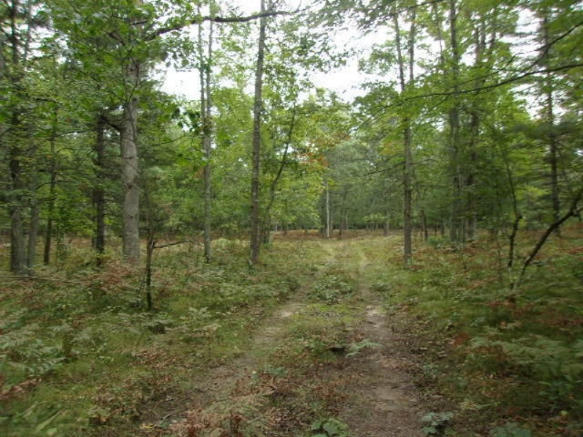 0 Cedar Creek Road Manistee, MI 49660 - Photo 6 of 13 003