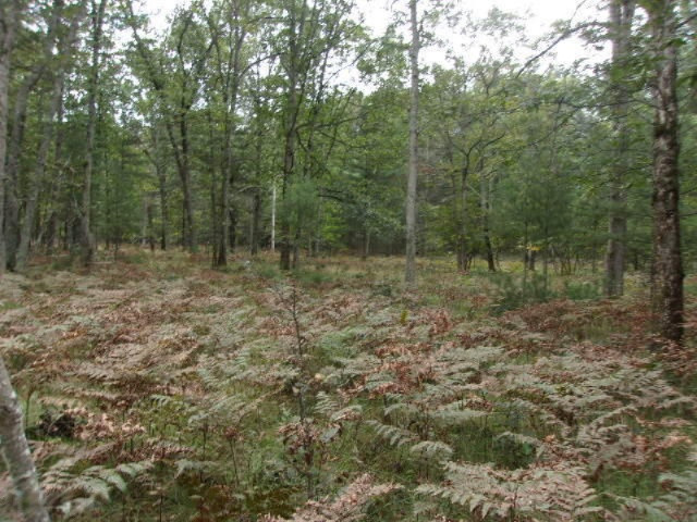0 Cedar Creek Road Manistee, MI 49660 - Photo 7 of 13 004