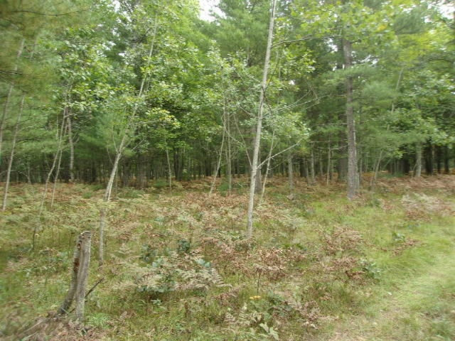 0 Cedar Creek Road Manistee, MI 49660 - Photo 8 of 13 005