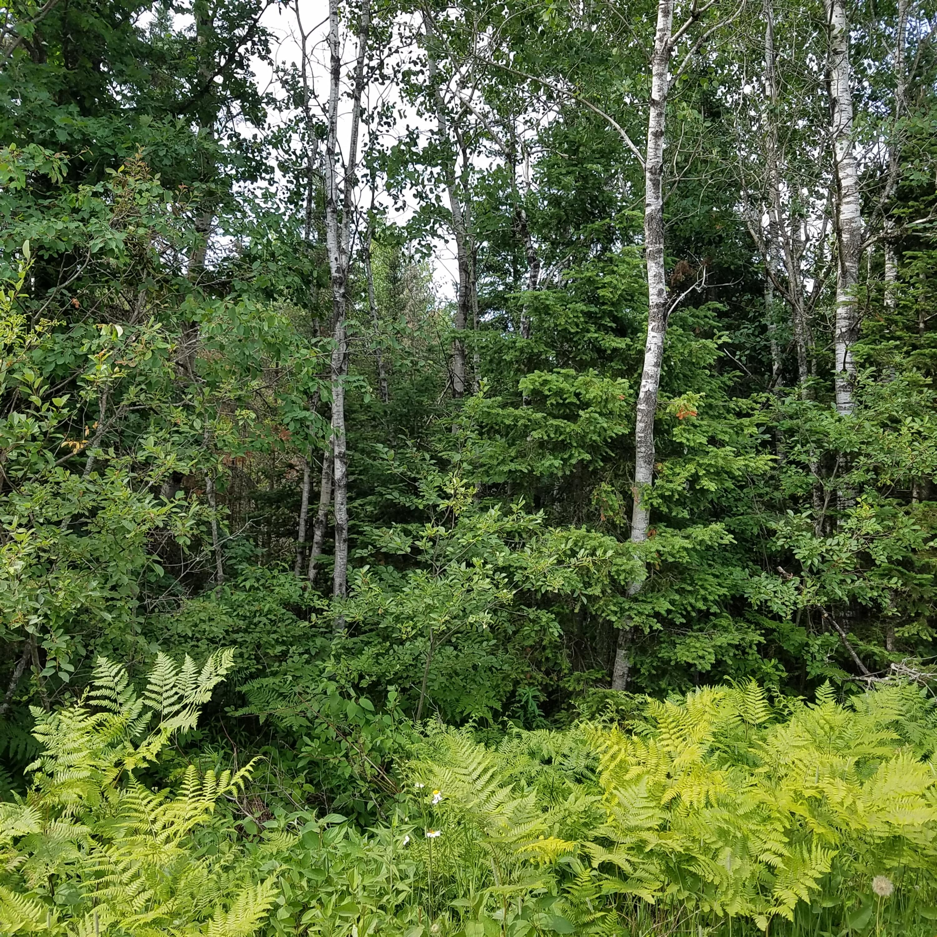 0 West Ward Road Rudyard, MI 49780 - Photo 1 of 1 Gallery Image 1