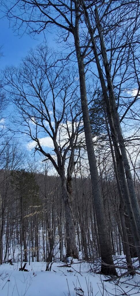 Tbd Kennison Road Temple, ME 04984 - Photo 9 of 10 20220315_141647