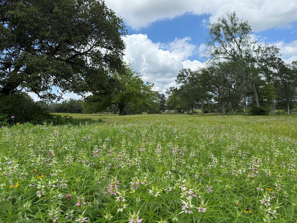 1301 County Road 218 Weimar, TX 78962 - Photo 56 of 56 a view of a field with plants and trees in the background