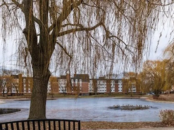 a view of a yard with trees