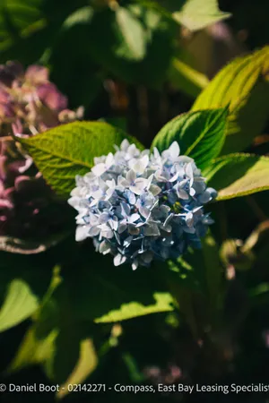 a view of flowers in a garden