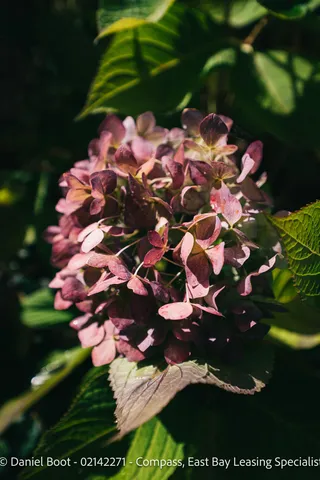 $3,950 | 2141 Ward Street, Berkeley, CA 94705