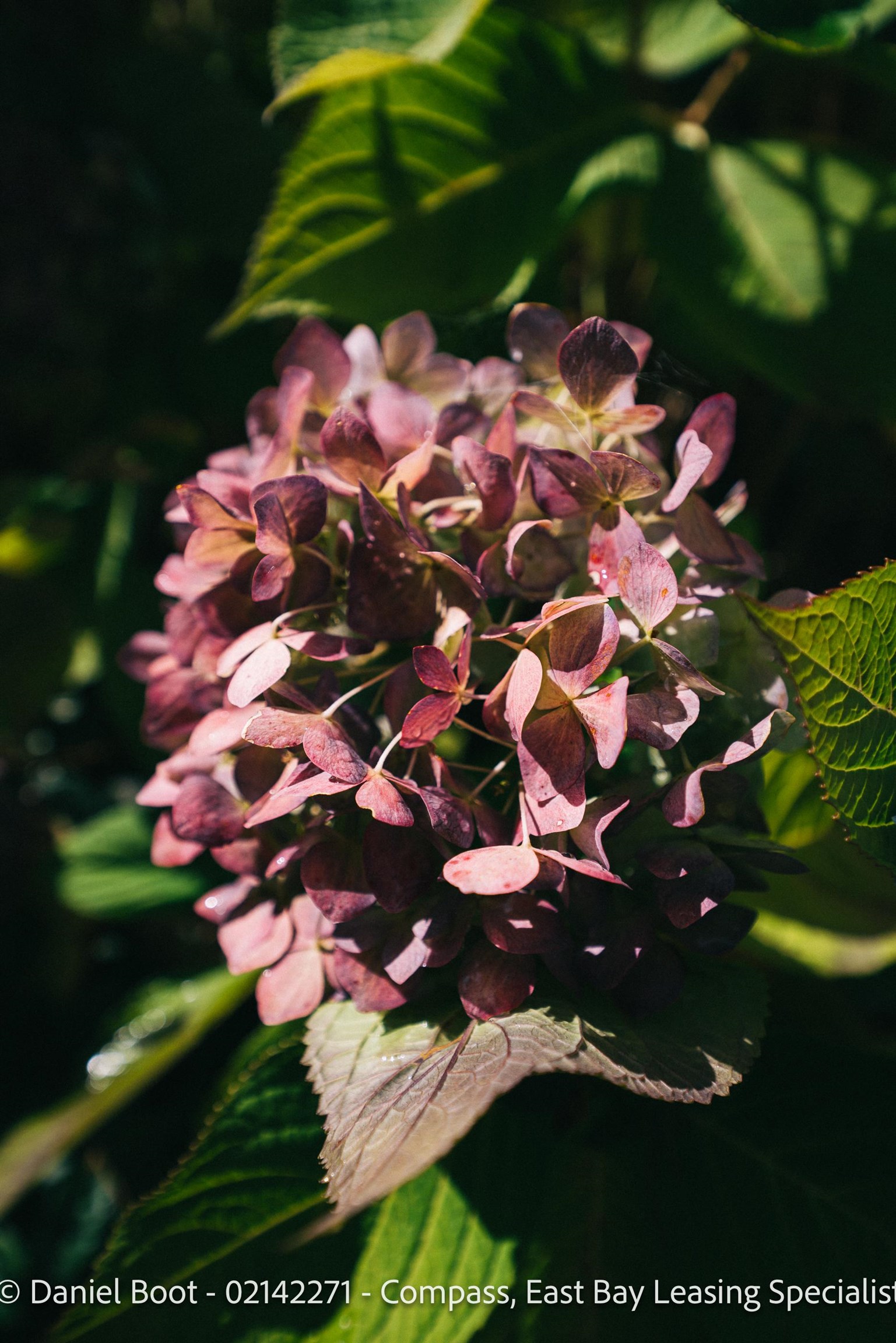 2141 Ward Street Berkeley, CA 94705 - Photo 38 of 41