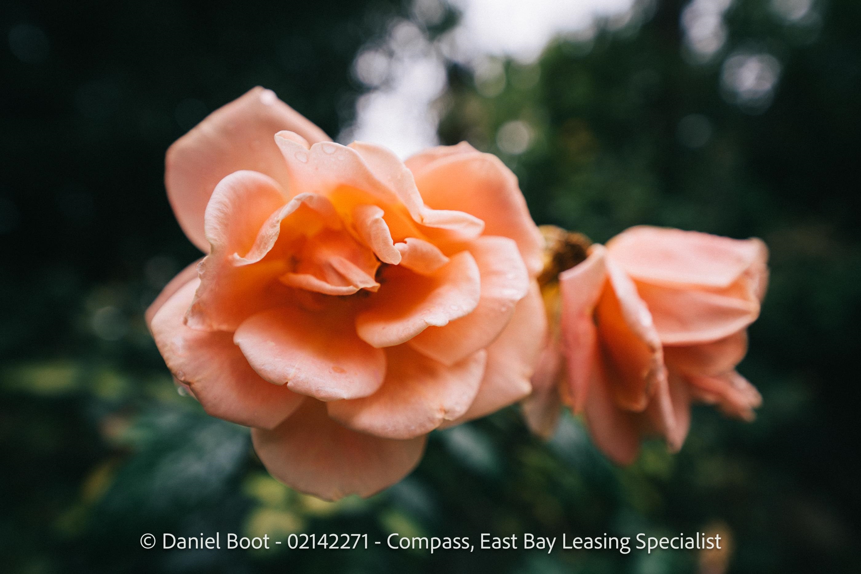 2141 Ward Street Berkeley, CA 94705 - Photo 40 of 41 a view of swimming pool