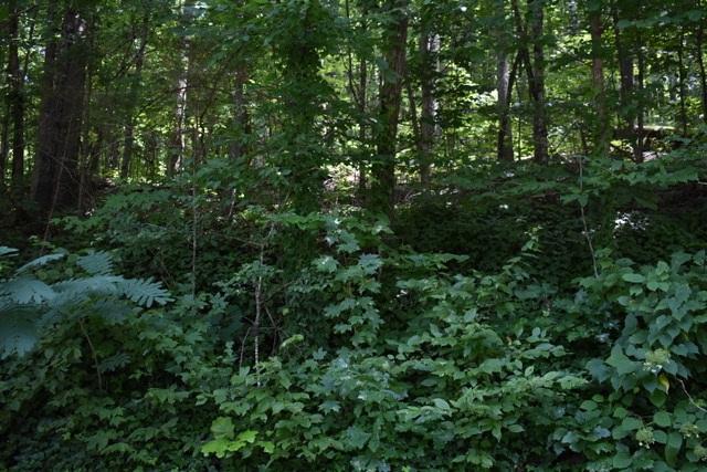 23.4-acres Toestring Valley Road Spring City, TN 37381 - Photo 2 of 40 Toestring 23 acre3