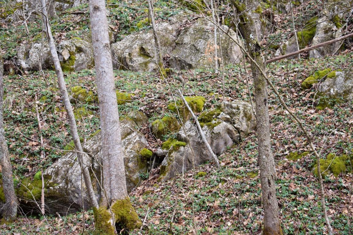 23.4-acres Toestring Valley Road Spring City, TN 37381 - Photo 17 of 40 DSC_0023 (Medium)