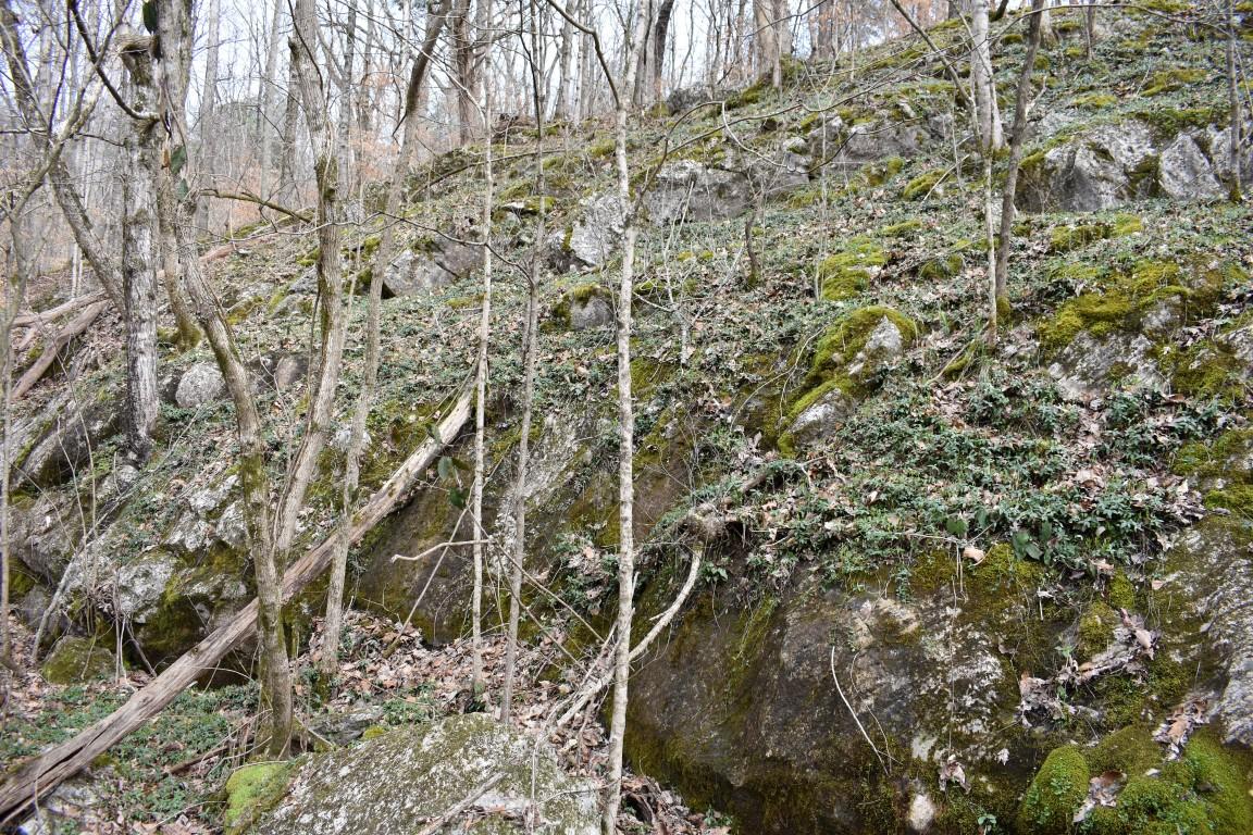 23.4-acres Toestring Valley Road Spring City, TN 37381 - Photo 18 of 40 DSC_0025 (Medium)