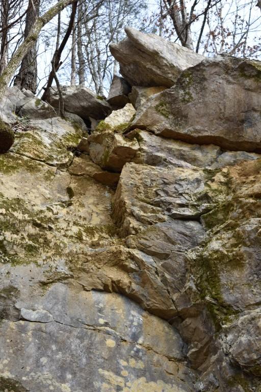 23.4-acres Toestring Valley Road Spring City, TN 37381 - Photo 22 of 40 DSC_0041 (Medium)