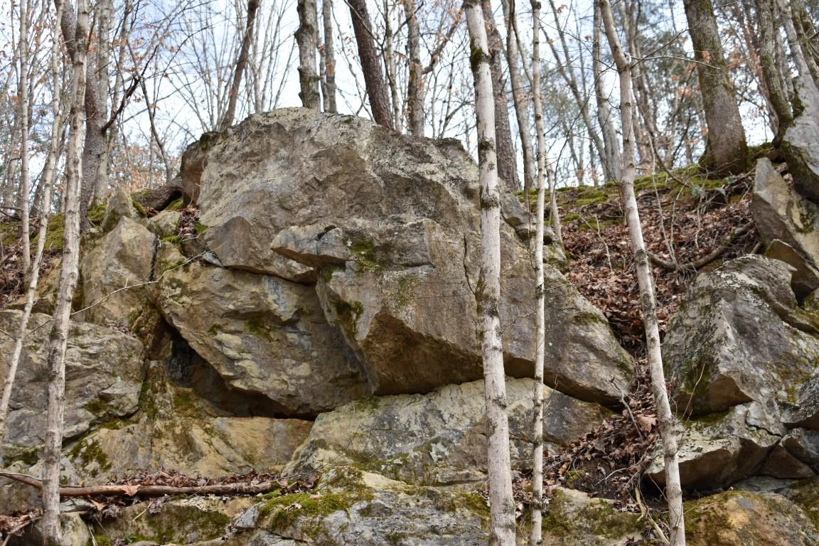23.4-acres Toestring Valley Road Spring City, TN 37381 - Photo 23 of 40 DSC_0043 (Medium)