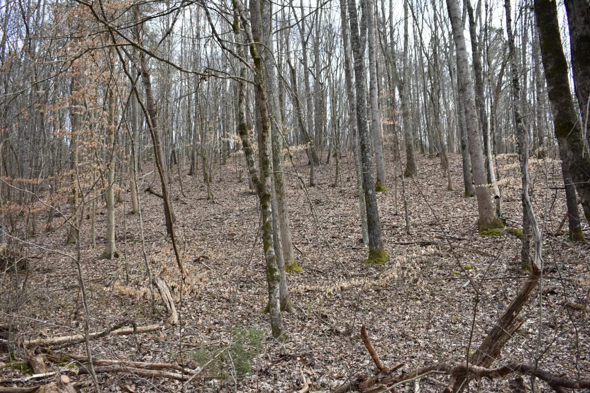 23.4-acres Toestring Valley Road Spring City, TN 37381 - Photo 26 of 40 DSC_0053 (Medium)