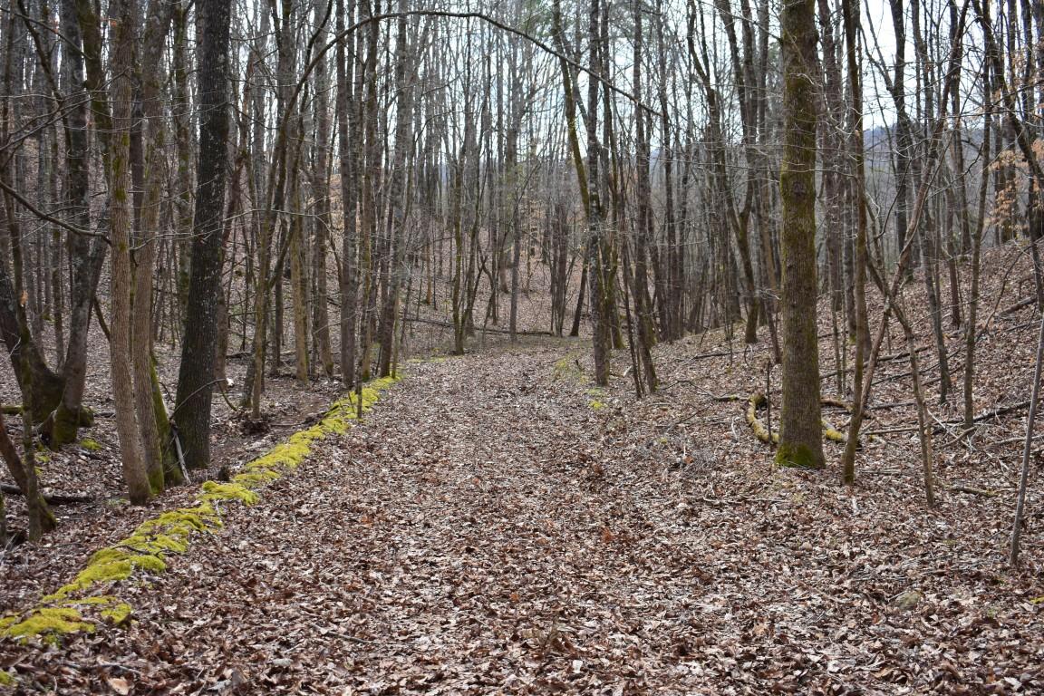 23.4-acres Toestring Valley Road Spring City, TN 37381 - Photo 28 of 40 DSC_0055 (Medium)