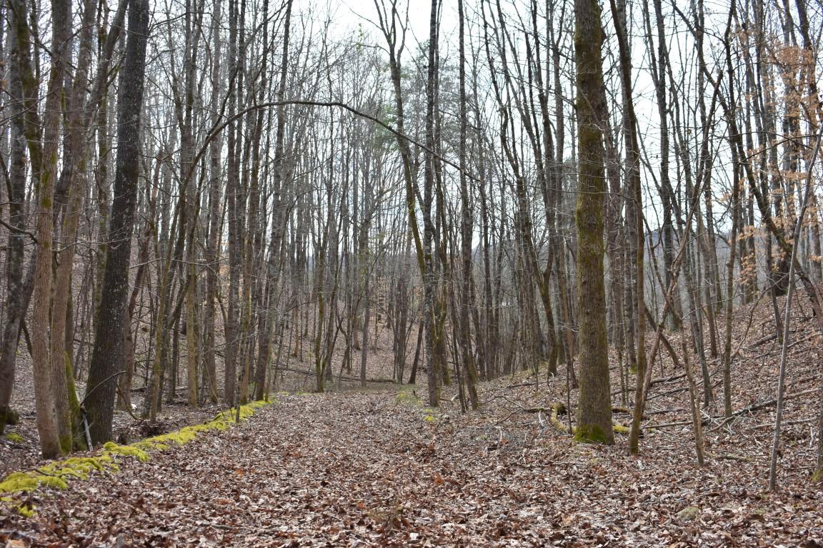 23.4-acres Toestring Valley Road Spring City, TN 37381 - Photo 29 of 40 DSC_0057 (Medium)