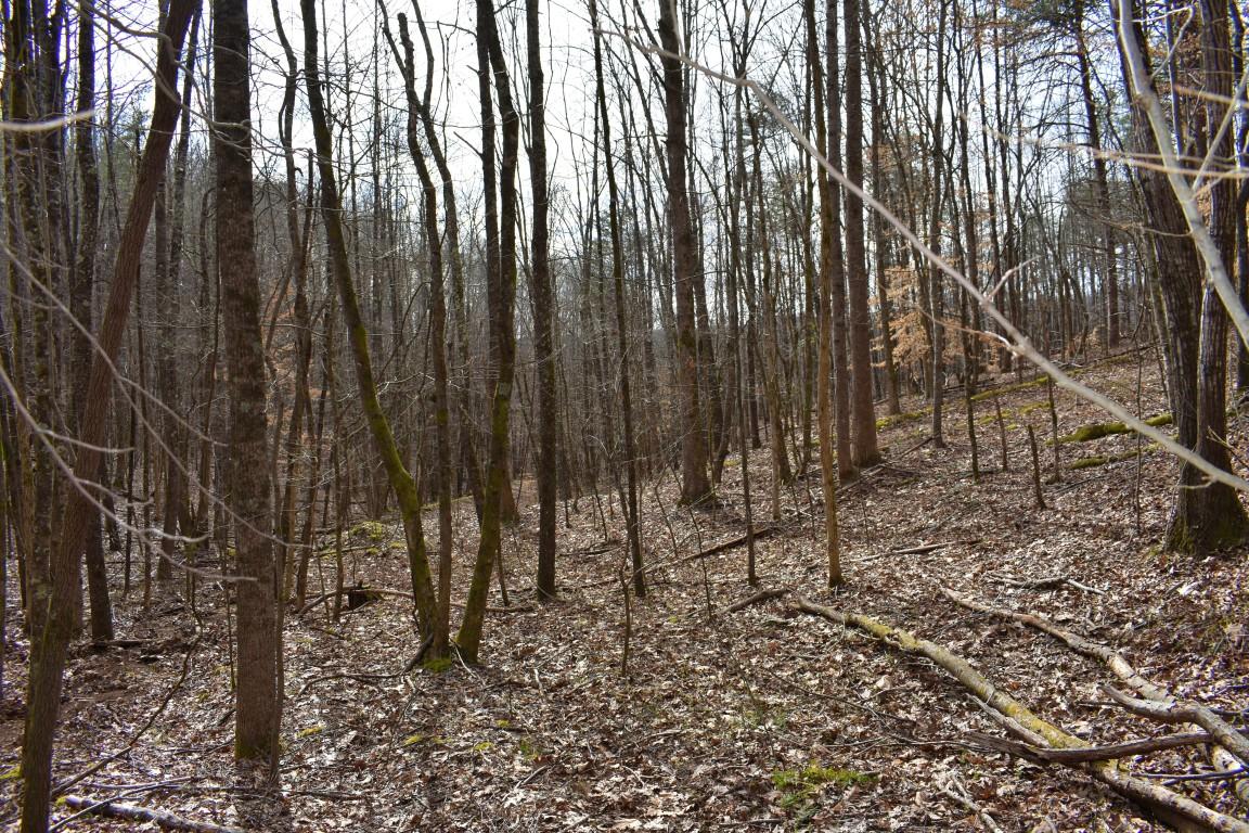 23.4-acres Toestring Valley Road Spring City, TN 37381 - Photo 30 of 40 DSC_0061 (Medium)