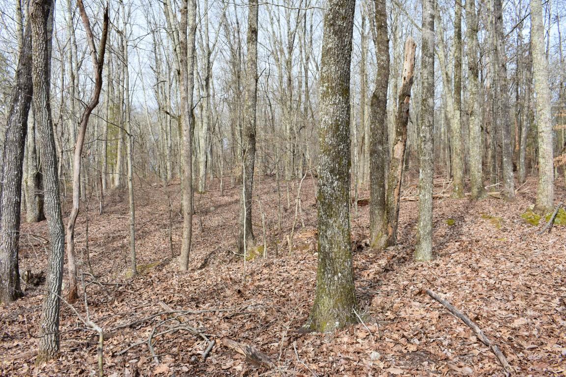 23.4-acres Toestring Valley Road Spring City, TN 37381 - Photo 31 of 40 DSC_0064 (Medium)